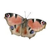 Placka Motýl: babočka paví oko