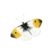 Placka Motýl: bělásek řeřichový