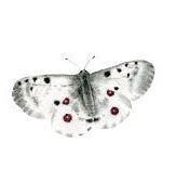 Placka Motýl: jasoň červenooký