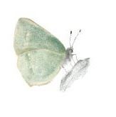 Placka Motýl: ostruháček ostružinový